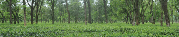 Tea Garden at Assam